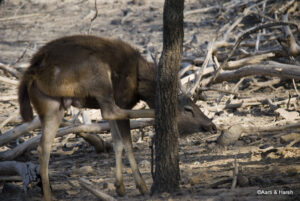 road trip to ranthambore