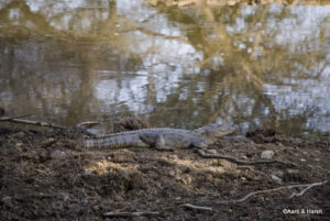 road trip to ranthambore