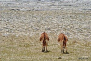 tso moriri to chumur