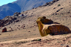 Khardung La frog​