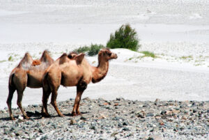 Bactrian Camels​