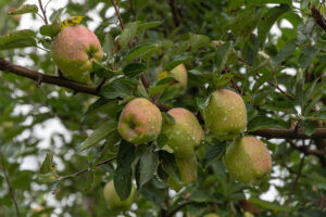 best time to visit kashmir