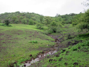 Grasslands from Ananthagiri viewpoint