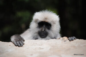 baby langur