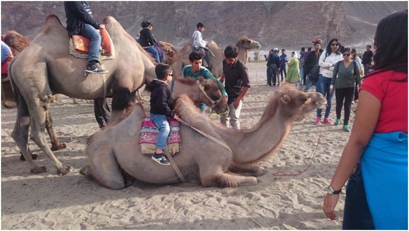 camel safari in nubra valley
