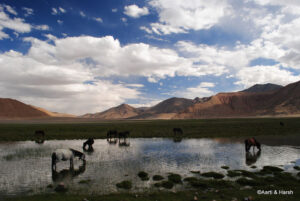 kiangs in ladakh