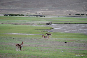 kiangs in ladakh