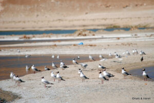 bird near pangong tso