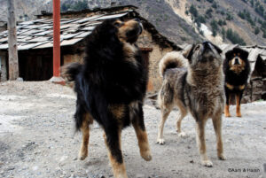 bhutia dogs