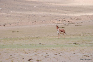 kiang in ladakh
