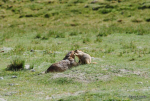 Marmots near pangong