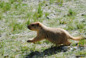 Marmots near pangong