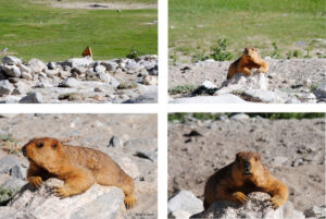 Marmots near pangong