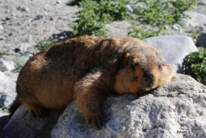Marmots near pangong