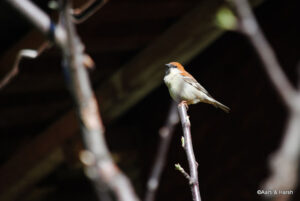 banjar to jalori pass