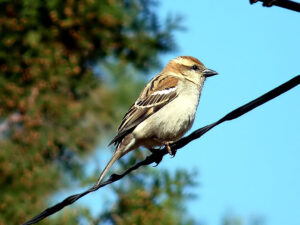 bird watching in syalsaur