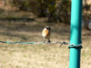 bird watching in syalsaur
