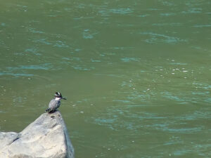 bird watching in syalsaur