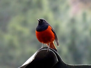 bird watching in syalsaur