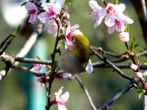 bird watching in syalsaur