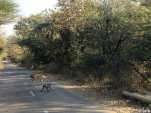 sasan gir