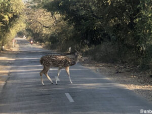 sasan gir