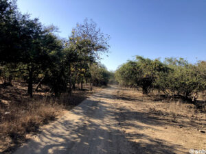 Lion Safari at Gir Forest