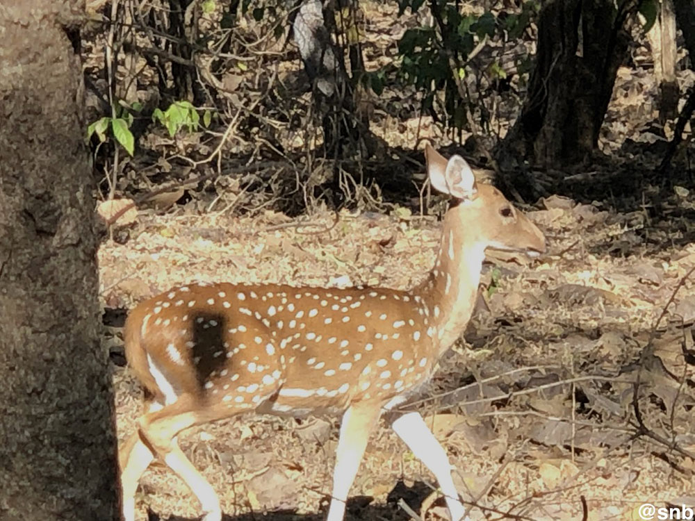 Chital