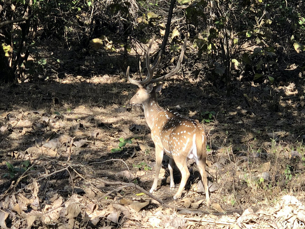 lion safari at gir forest