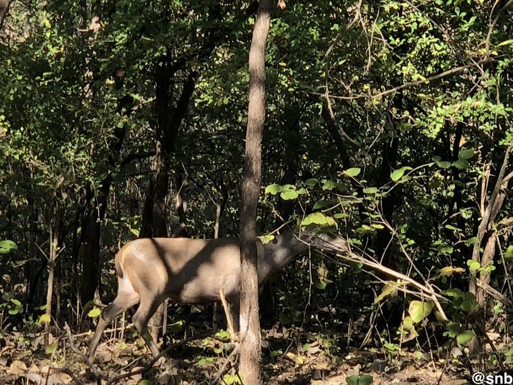 lion safari at gir forest