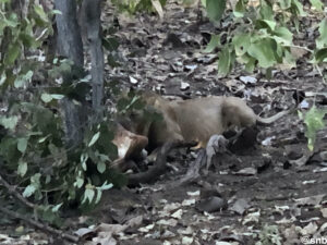 Lion Safari at Gir Forest
