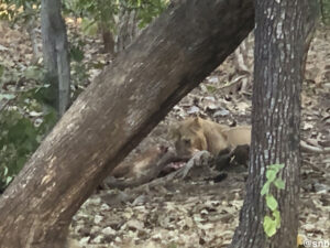 Lion Safari at Gir Forest