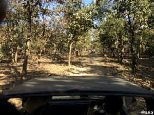 Lion Safari at Gir Forest