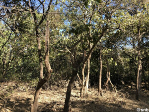 Lion Safari at Gir Forest