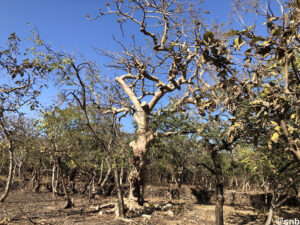 Lion Safari at Gir Forest