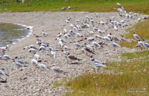 Kazakhstan and Kyrgyzstan Road Trip