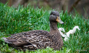 Munich to Innsbruck Day Trip