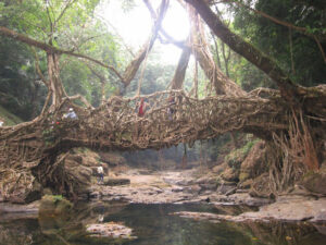 cherrapunji to mawlynnong