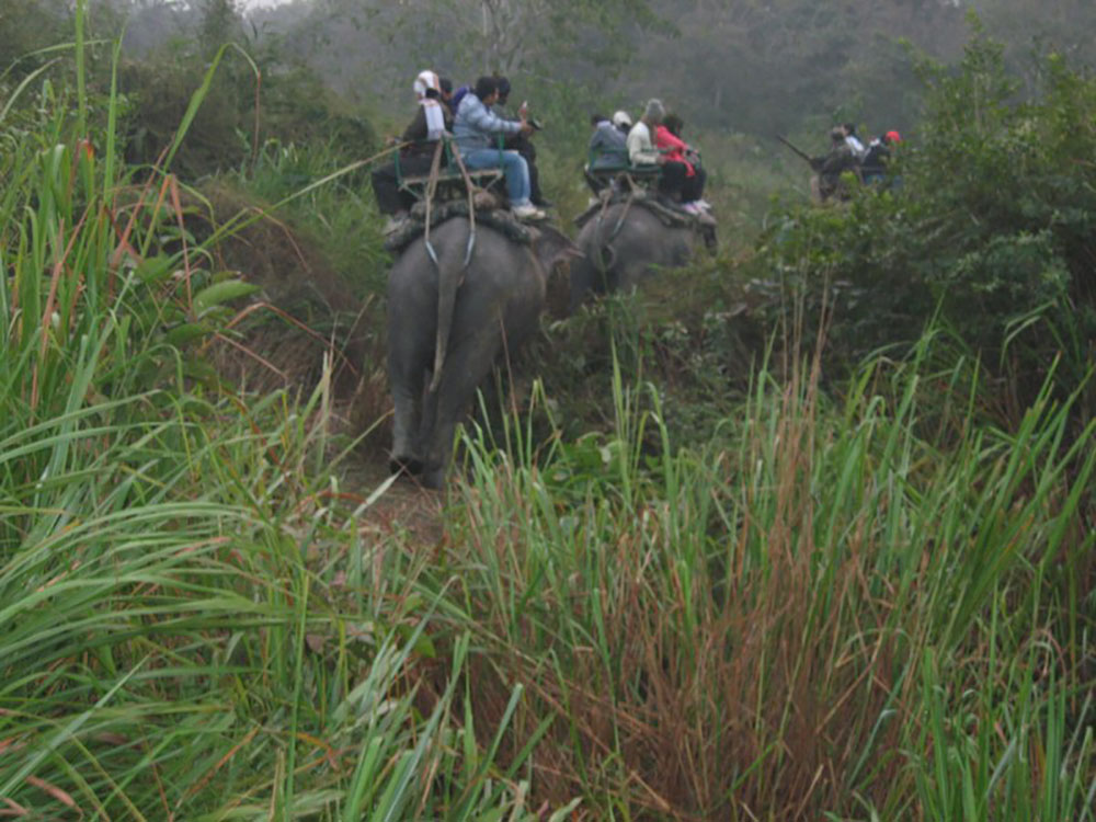 Elephant Safari in Kaziranga National Par