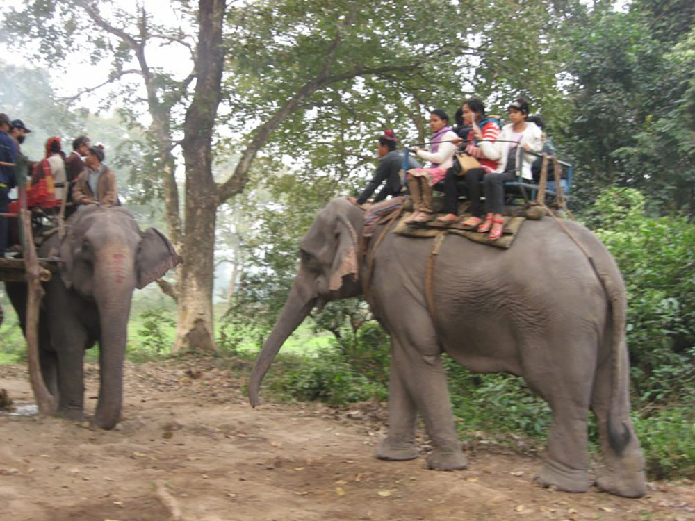 Elephant Safari in Kaziranga National Par