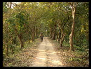 Jeep Safari in Kaziranga