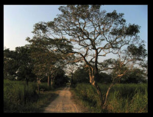 Jeep Safari in Kaziranga