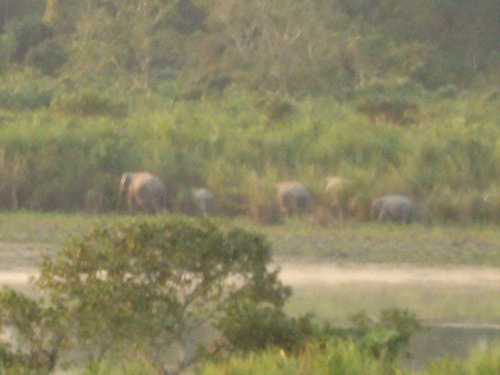 Animals in Kaziranga National Park