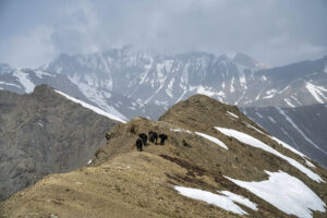 yaks at umba la