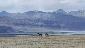 tso moriri to tso kar